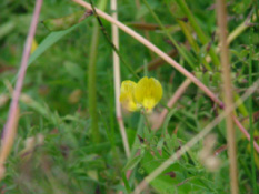 Lathyrus pratensisVeldlathyrus bestellen